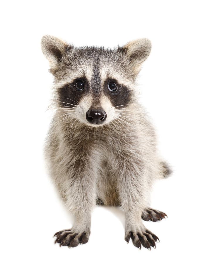 Portrait of a raccoon