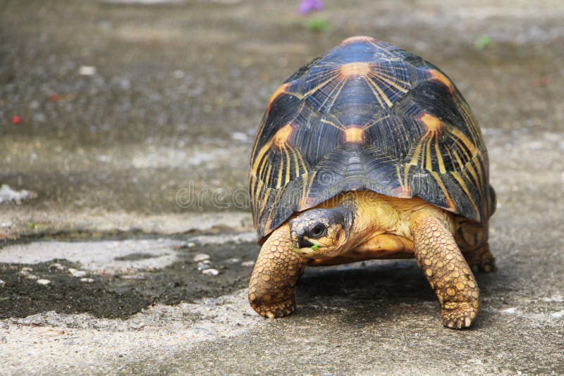 Portrait of radiated tortoise,The radiated tortoise from Madagascar. Portrait of radiated tortoise,The radiated tortoise eating flower ,Tortoise sunbathe on stock image Portrait of radiated tortoise,The radiated tortoise from Madagascar. Portrait of radiated tortoise,The radiated tortoise eating flower ,Tortoise sunbathe on stock image