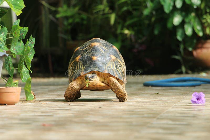 Portrait of radiated tortoise,The radiated tortoise from Madagascar. Portrait of radiated tortoise,The radiated tortoise eating flower ,Tortoise sunbathe on stock photography Portrait of radiated tortoise,The radiated tortoise from Madagascar. Portrait of radiated tortoise,The radiated tortoise eating flower ,Tortoise sunbathe on stock photography