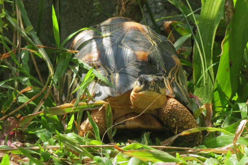 Portrait of radiated tortoise,The radiated tortoise from Madagascar. Portrait of radiated tortoise,The radiated tortoise eating flower ,Tortoise sunbathe on royalty free stock photography Portrait of radiated tortoise,The radiated tortoise from Madagascar. Portrait of radiated tortoise,The radiated tortoise eating flower ,Tortoise sunbathe on royalty free stock photography
