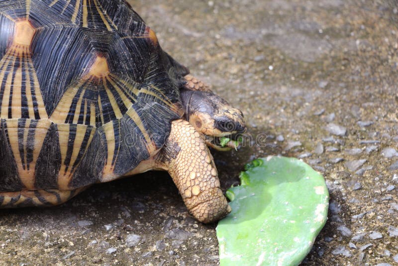 Portrait of radiated tortoise,The radiated tortoise from Madagascar. Portrait of radiated tortoise,The radiated tortoise eating flower ,Tortoise sunbathe on royalty free stock images Portrait of radiated tortoise,The radiated tortoise from Madagascar. Portrait of radiated tortoise,The radiated tortoise eating flower ,Tortoise sunbathe on royalty free stock images