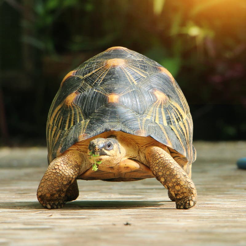 Portrait of radiated tortoise,The radiated tortoise from Madagascar. Portrait of radiated tortoise,The radiated tortoise eating flower ,Tortoise sunbathe on royalty free stock photo Portrait of radiated tortoise,The radiated tortoise from Madagascar. Portrait of radiated tortoise,The radiated tortoise eating flower ,Tortoise sunbathe on royalty free stock photo