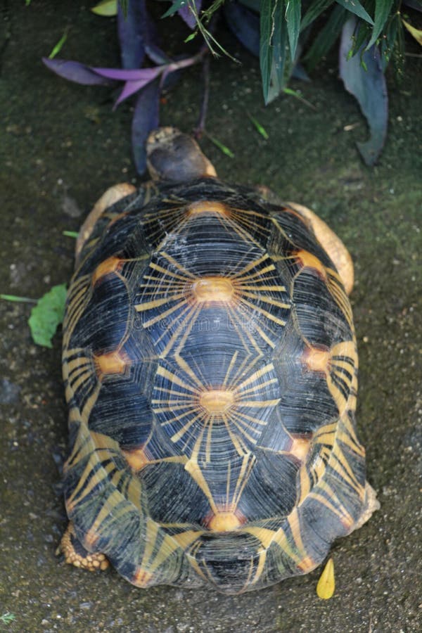 Portrait of radiated tortoise,The radiated tortoise from Madagascar. Portrait of radiated tortoise,The radiated tortoise eating flower ,Tortoise sunbathe on royalty free stock image Portrait of radiated tortoise,The radiated tortoise from Madagascar. Portrait of radiated tortoise,The radiated tortoise eating flower ,Tortoise sunbathe on royalty free stock image