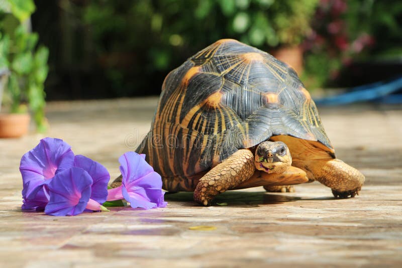 Portrait of radiated tortoise,The radiated tortoise from Madagascar. Portrait of radiated tortoise,The radiated tortoise eating flower ,Tortoise sunbathe on stock photos Portrait of radiated tortoise,The radiated tortoise from Madagascar. Portrait of radiated tortoise,The radiated tortoise eating flower ,Tortoise sunbathe on stock photos