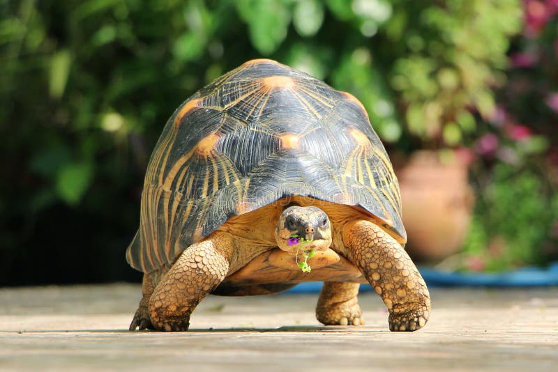 Portrait of radiated tortoise,The radiated tortoise from Madagascar. Portrait of radiated tortoise,The radiated tortoise eating flower ,Tortoise sunbathe on stock image Portrait of radiated tortoise,The radiated tortoise from Madagascar. Portrait of radiated tortoise,The radiated tortoise eating flower ,Tortoise sunbathe on stock image