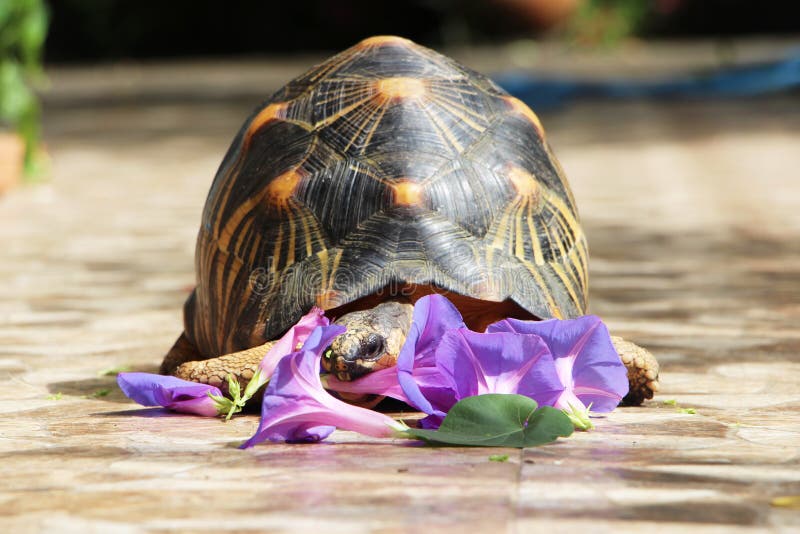 Portrait of radiated tortoise,The radiated tortoise from Madagascar. Portrait of radiated tortoise,The radiated tortoise eating flower ,Tortoise sunbathe on royalty free stock image Portrait of radiated tortoise,The radiated tortoise from Madagascar. Portrait of radiated tortoise,The radiated tortoise eating flower ,Tortoise sunbathe on royalty free stock image