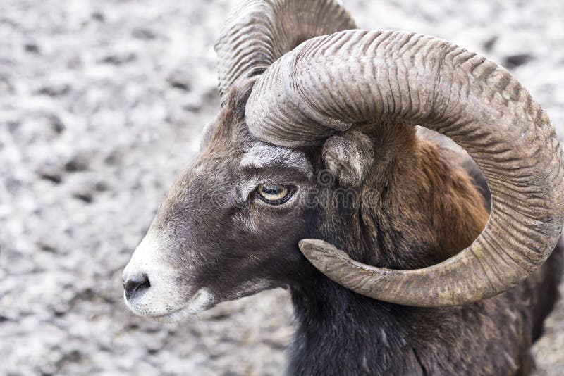 Portrait of a Ram. Goat Eyes with Horns Stock Photo - Image of outdoors,  brown: 215966974