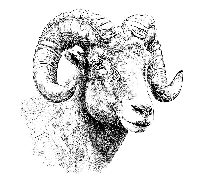 Portrait of a Ram Head Sketch Hand Drawn Illustration Stock Vector ...