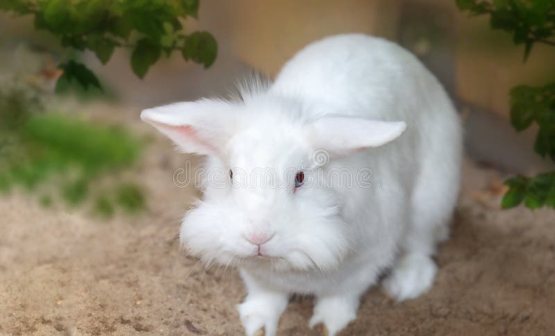 Douce au toucher Léopard oreilles de lapin, Rose/blanc 