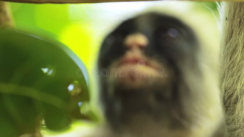 Portrait rapproché du visage de singe colobus rouge à travers les feuilles. un primate africain regardant une caméra et commence