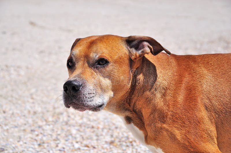 Portrait of a Red American Pit Bull Terrier Stock Image - Image of ...