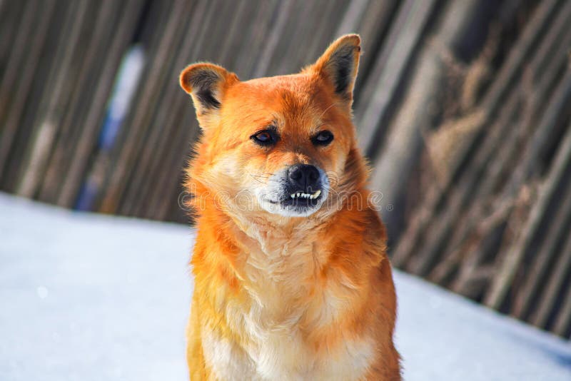 Portrait of Red Dog with Protruding Teeth Stock Image Image of teeth