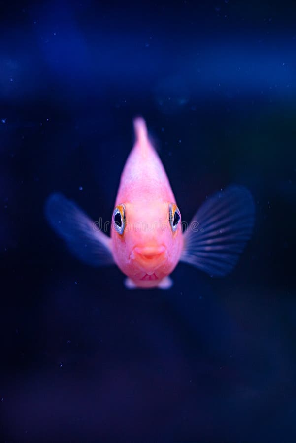 651 Goldfish Face Stock Photos - Free & Royalty-Free Stock Photos