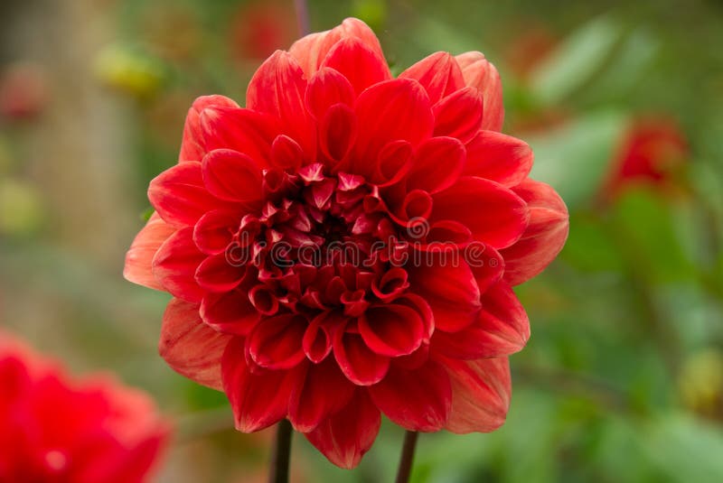 Red flower. royalty free stock images Red flower. royalty free stock images