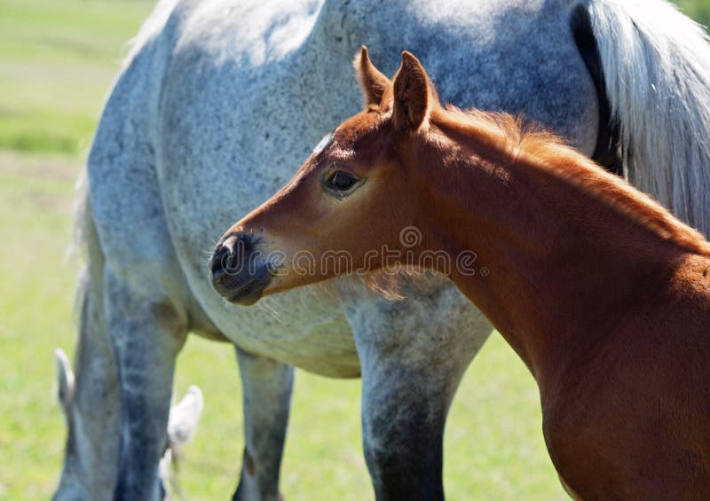 Portrait of a red foal with mare