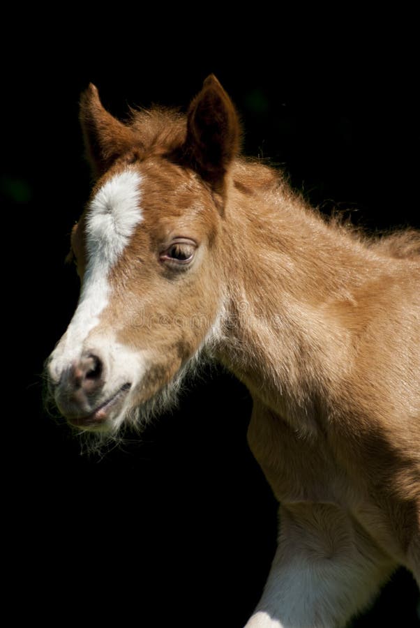 Portrait of the red foal pony with a white blaze