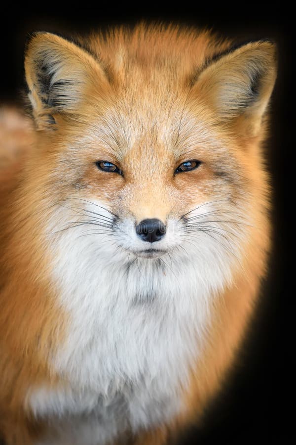 Red Fox, Beautiful Animal on Green Vegetation in the Forest, in the Nature  Habitat Stock Photo - Image of carnivore, cute: 183231584