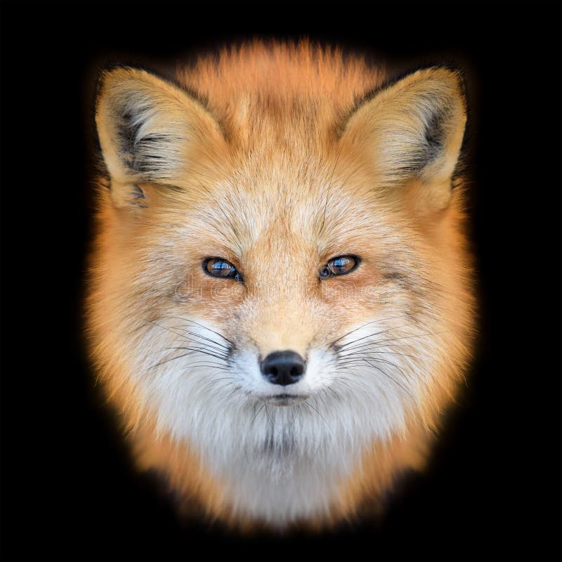 Portrait Red Fox, Vulpes Vulpes, Beautiful Animal on Black Background Stock  Photo - Image of orange, look: 183231704