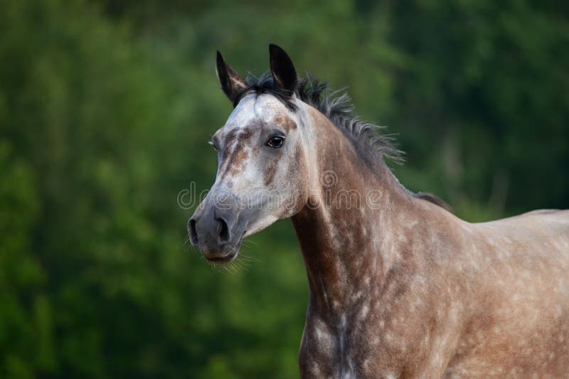 portrait-red-gray-arabian-horse-motion-26968734.jpg