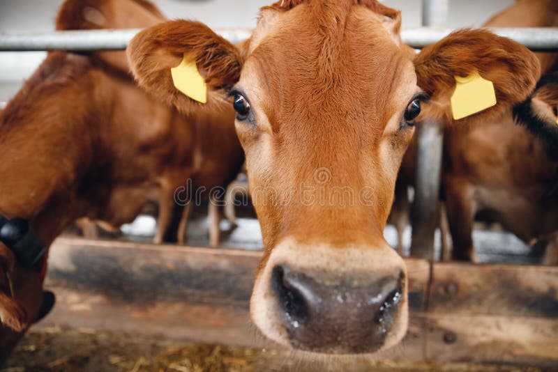 Portrait of Red Hairy Jersey Smile Cow Funny Face, Big Ears Showing ...