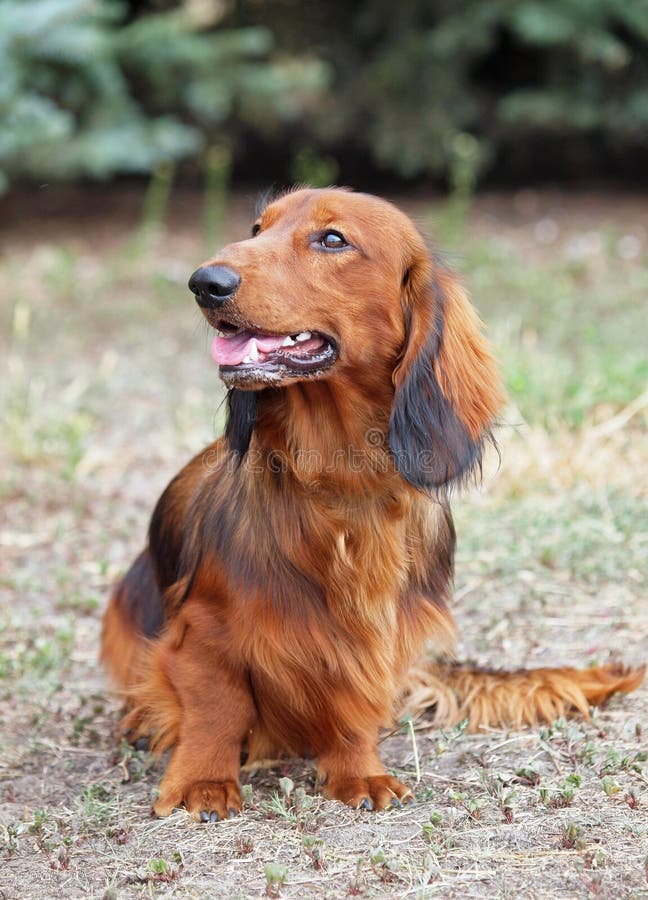 Standard Long-haired Dachshund Stock Photo - Image of looking, view