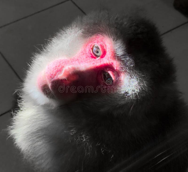 Portrait of a red monkey face royalty free stock photo