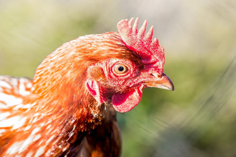 Portrait of a Red Rooster Close Up Stock Image Image of beak, rooster