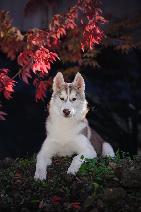 Portrait of a red Siberian Husky under autumn leaves