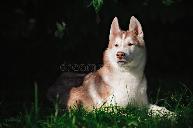 Portrait of a red Siberian Husky under autumn leaves
