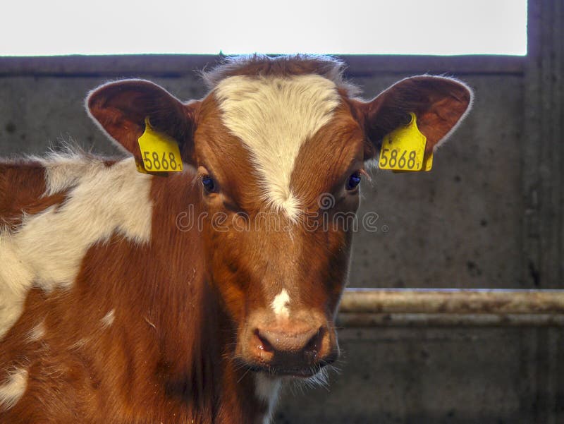 Portrait of a red and white calf in front of a stable wall