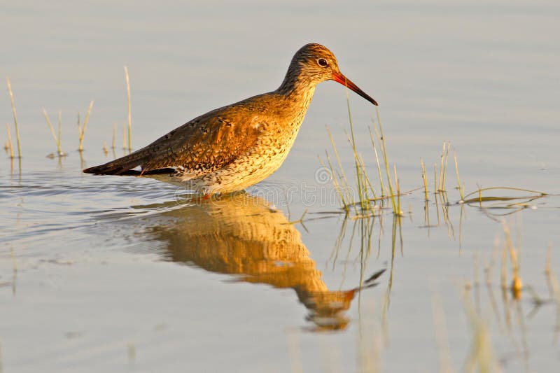 Portrait of a redshank royalty free stock photo