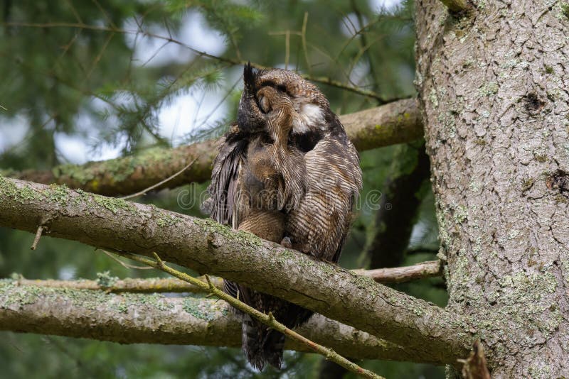 Great Horned Owl Resting on a Tree Branch Stock Photo - Image of owls ...