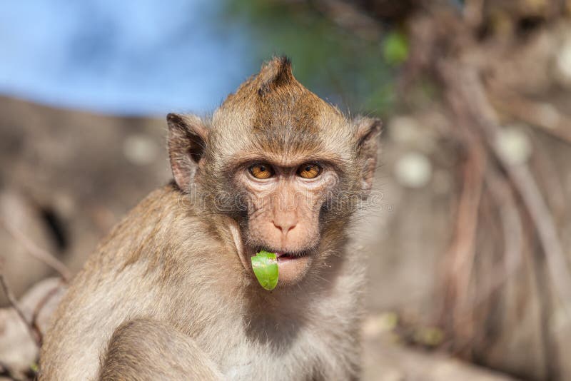 Portrait of rhesus monkeys stock photography