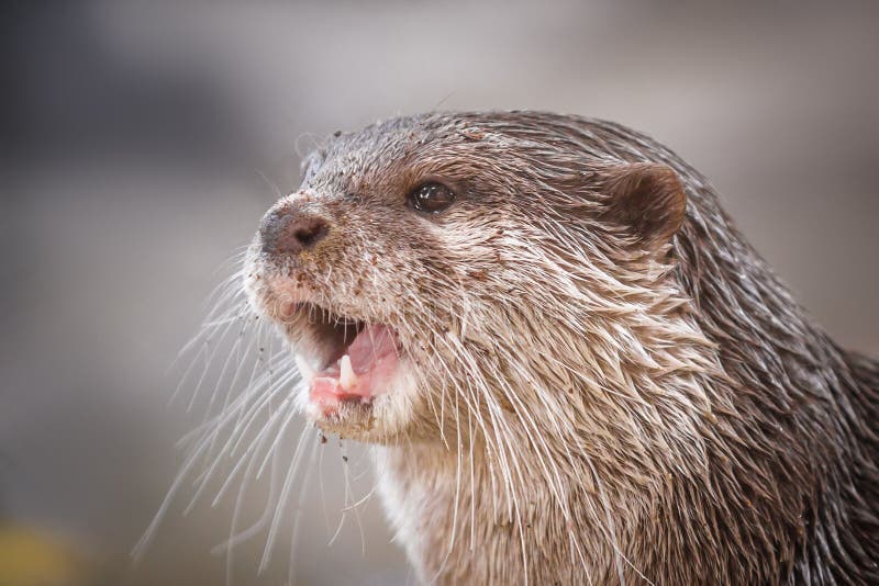 Otter Screaming stock image. Image of view, water, north - 14782569