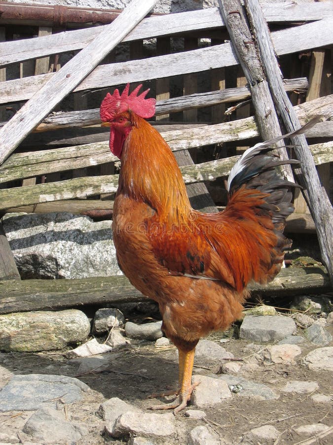 Portrait of Rooster