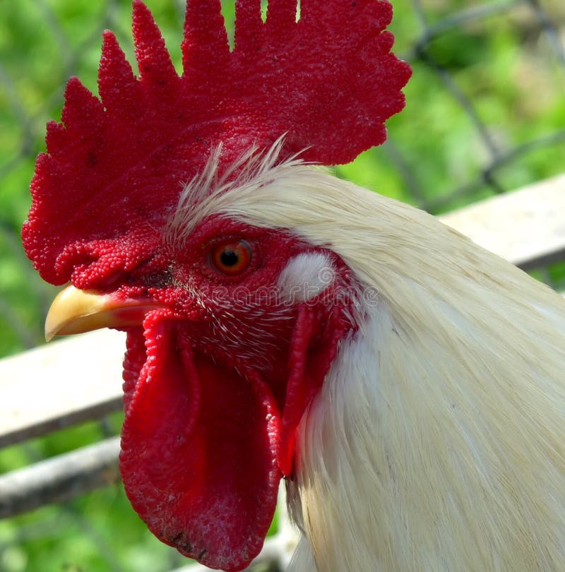 Portrait of rooster
