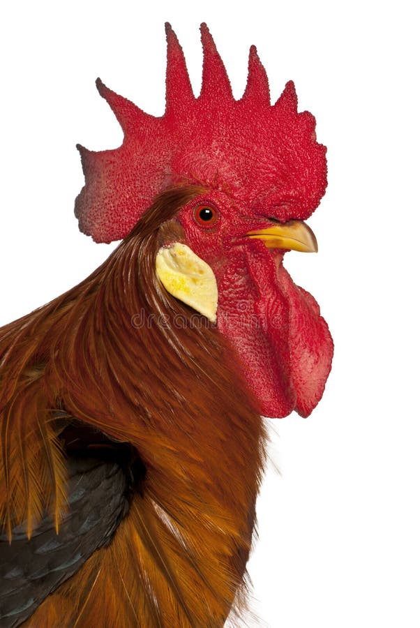 Portrait of Rooster Leghorn