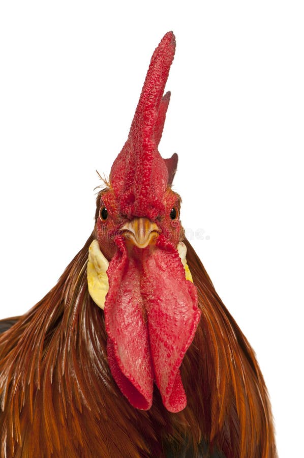 Portrait of Rooster Leghorn