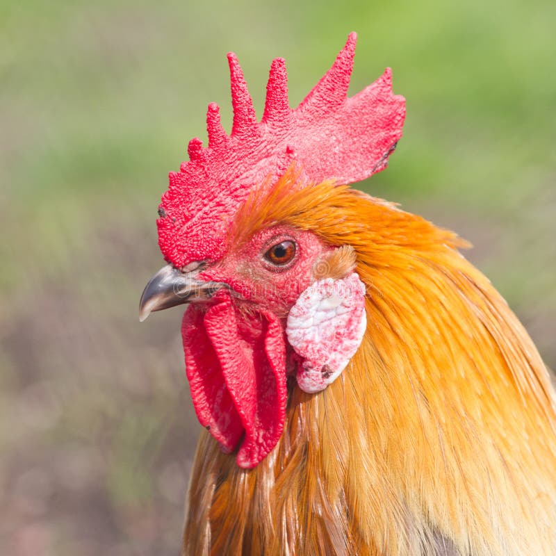 843 Portrait Orange Rooster Stock Photos Free & RoyaltyFree Stock