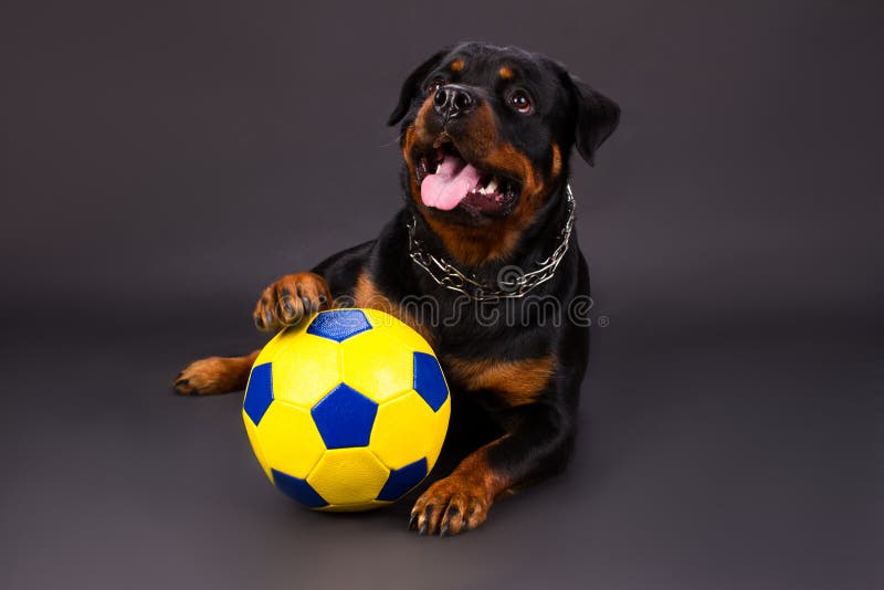 Large Challenging Dog Ball with 【Treats】 : Rottweiler Breed: Dog