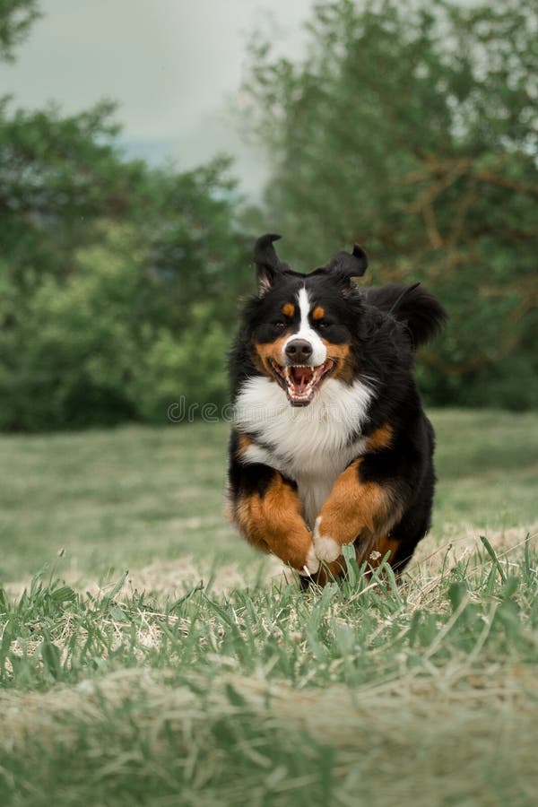 Portrait Of Running Bernese Mountain Dog. Dark Forest On Background Stock Image Image of head