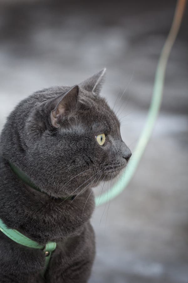 Russian blue cat outdoor stock photo. Image of park, selective 27221940
