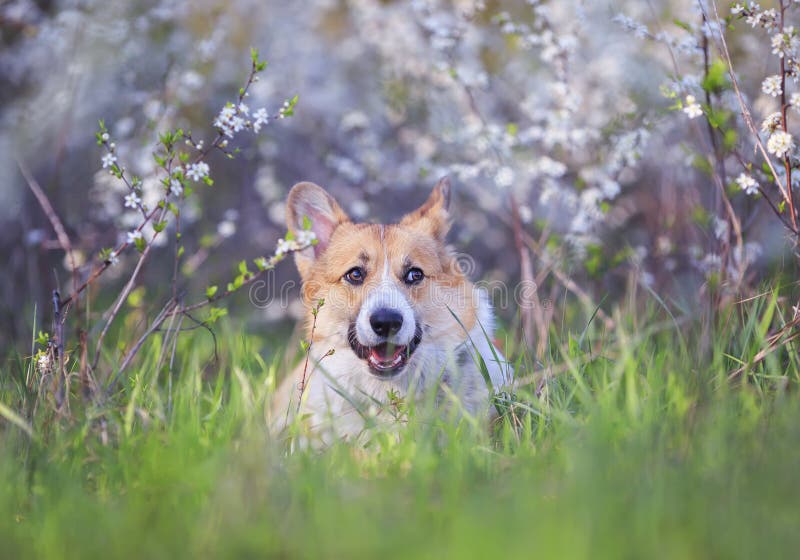 Portrait rödhårig en Corgi hundvalp ligger i en trädgård under en blomstrande vit Bush och sjöng innehållslöst fotografering för bildbyråer