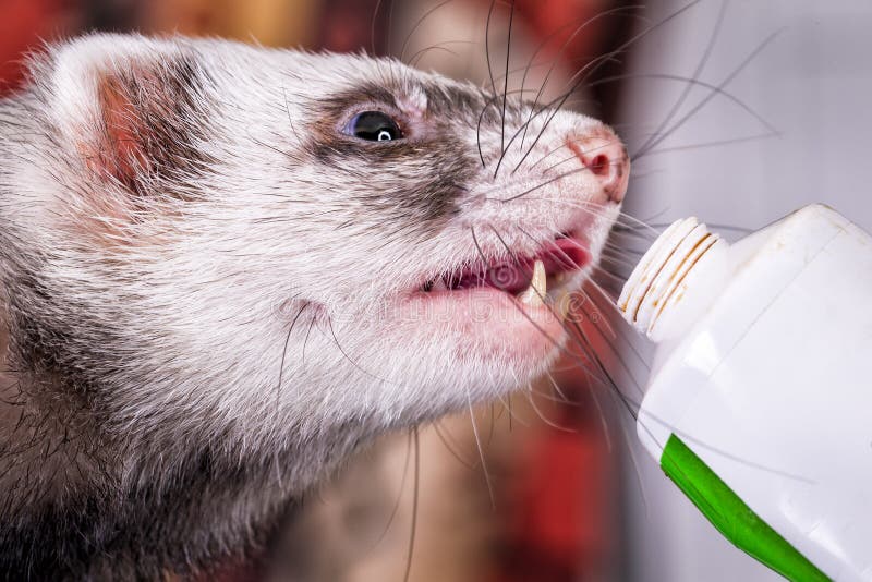 Portrait Of Sable Ferret Eating The Vitamine Paste Stock