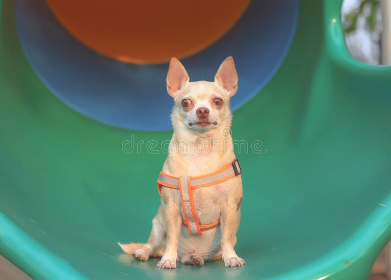 2 Scared Chihuahua Photos Free Royalty Free Stock Photos From Dreamstime 2 Scared Chihuahua Photos Free Royalty Free Stock Photos From Dreamstime