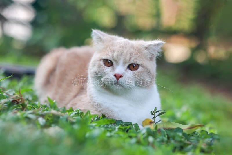 Premium Photo  Portrait photo of scottish fold cat with annoying