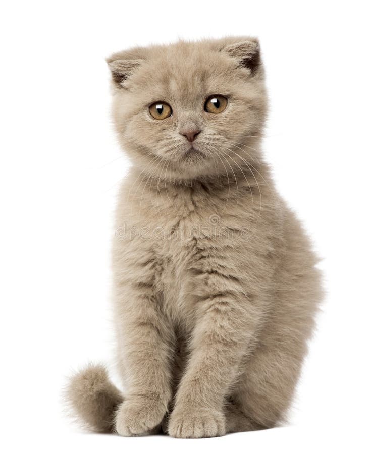 Portrait of Scottish Fold Kitten sitting