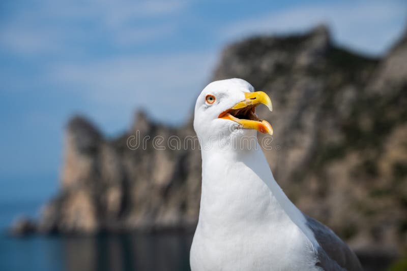 portrait of a screaming seagull