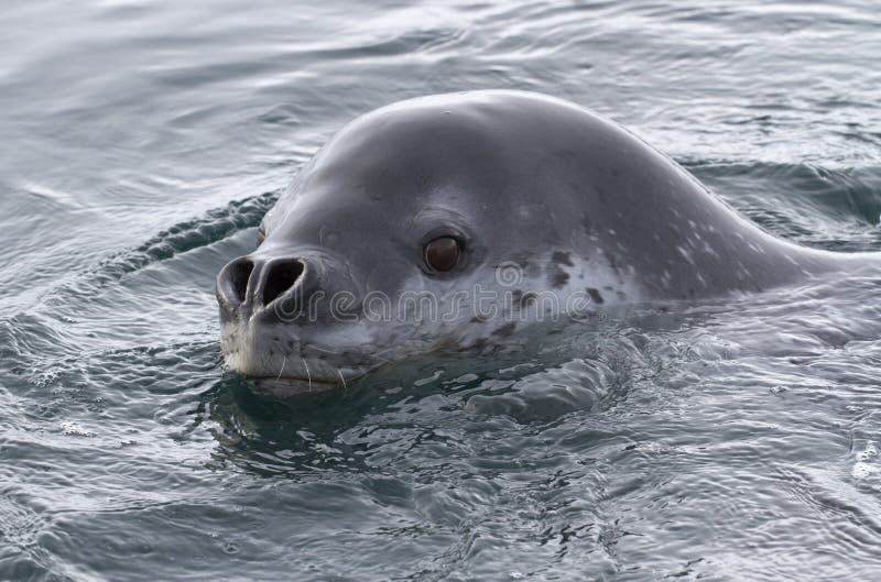 Portrait of sea leopard which floats along the Antarctic island summer day.