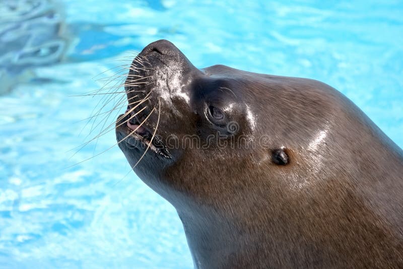 Sea lion in aquarium royalty free stock photography